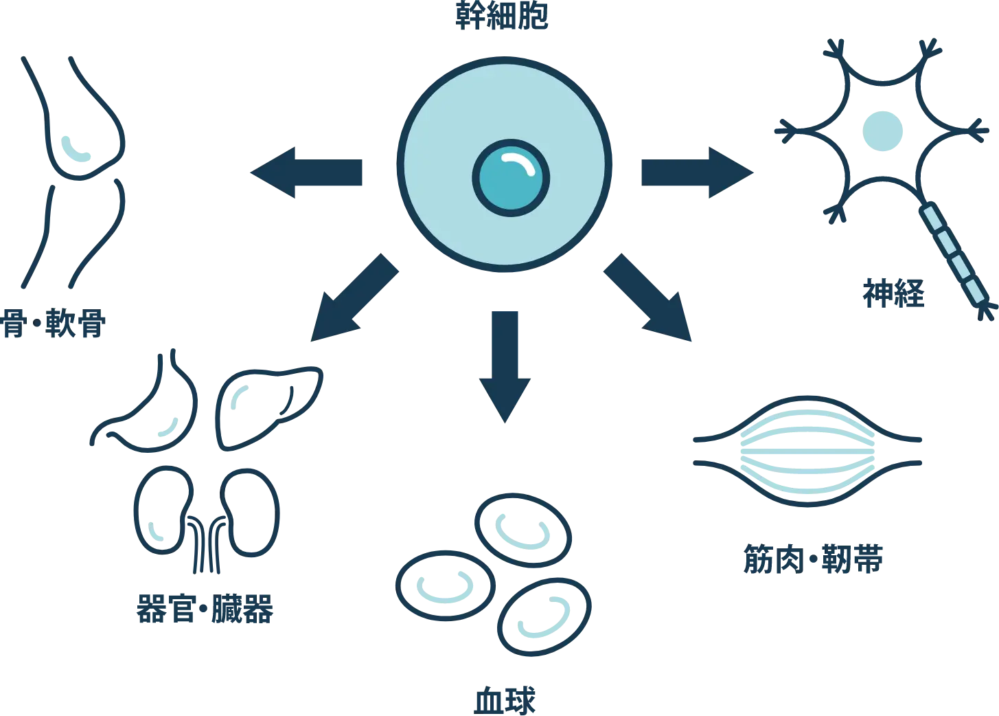 幹細胞の働きイメージ