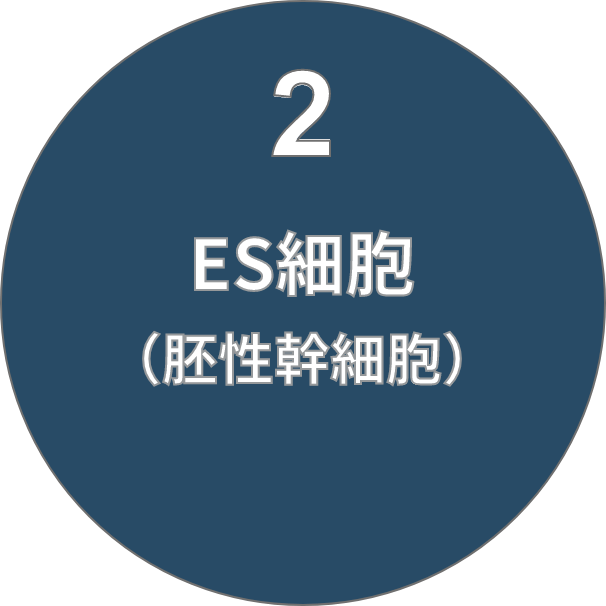 2 ES細胞（胚性幹細胞）