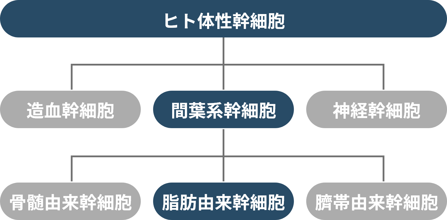 ヒト体性幹細胞イメージ